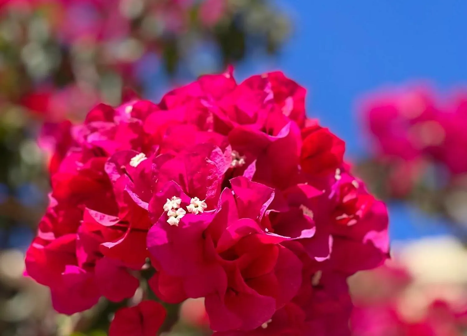 סהרה דה לוס אטונס Apartments In Romantic, Private Beachvilla