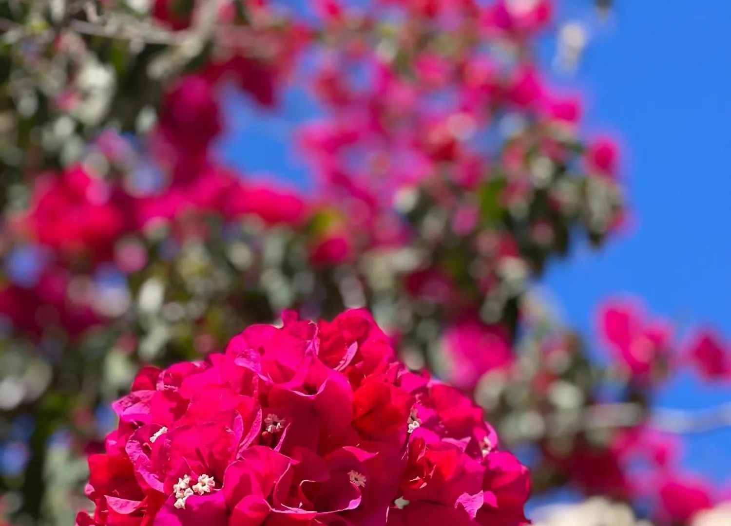 סהרה דה לוס אטונס Apartments In Romantic, Private Beachvilla